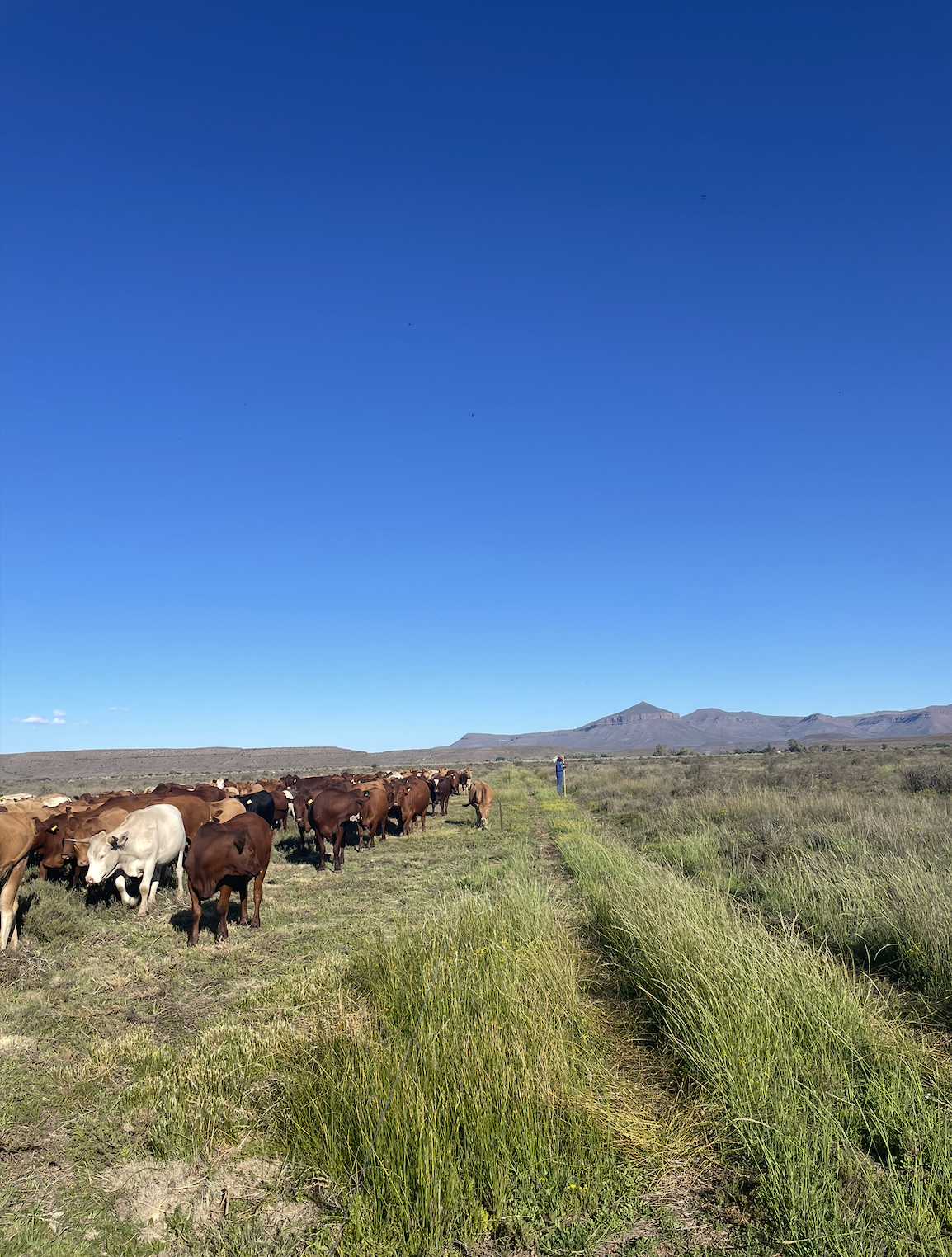 Regenerative farming with cattle